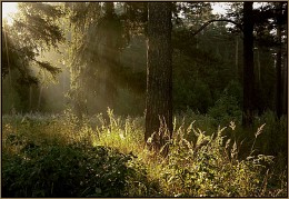 Early morning on the river Kuban / ***