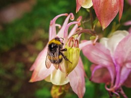 Bee / ***