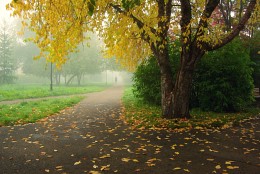 Autumn and fog ... / ***