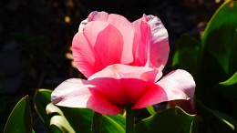Spring is a great time- / ***
