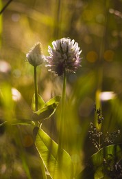 In the thick grass / ***