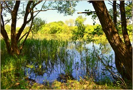 pond in summer afternoon / ***