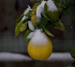 snow in Israel. / ***