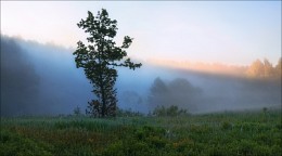 About morning in the forest / ***