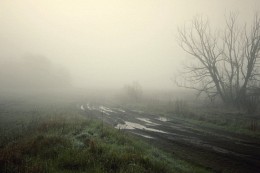 Fog after the rain / ***