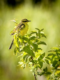 in yellow ... / ***