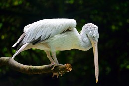 Pelican / ***