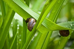 To hide from the rain / ........