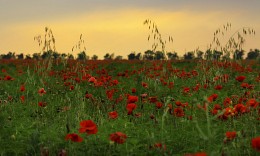 Poppies Crimea / ***