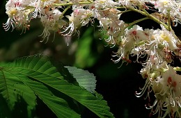 Flowering chestnut / ***