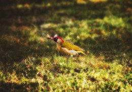 green woodpecker / &quot;&quot;&quot;