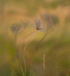 Madame sleep-grass. / ***