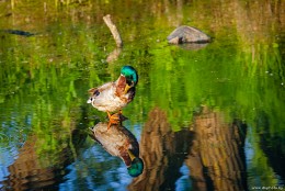 Reflection irresistible) / ***