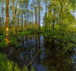 Forest lake. / ***