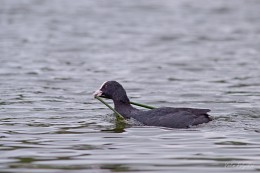 Coot with reed / ***