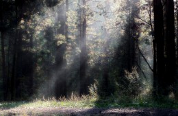 Morning in a pine forest / ***