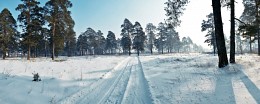 Morning in the forest / ,,,,