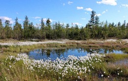 Yakut summer / ***