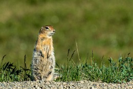 Squirrel (gopher Bering) in the tundra / ***