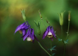 Summer flowers ... / ***