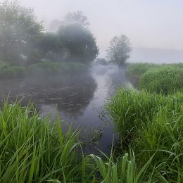 Foggy morning / ***