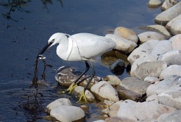 Little Egret. / ***