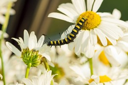 ladder "Camomile" / ***