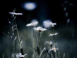 Nightlife / ***