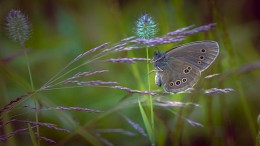 Aphantopus hyperantus - eye Flower, Flower satyr or satyrinae Giperant ... / ***