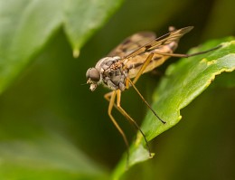Fly-rhagionidae / -------