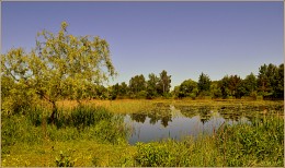 in the afternoon at the pond with water lilies / ***