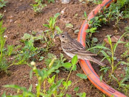 Forest lark / ***