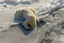 After a stormy party, a lot of it was, for three, Lapa pushing pieces of ice, his head in the water - plop ... / ***