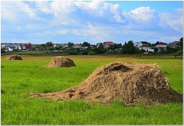 Hay harvested in the meadows ... / ***