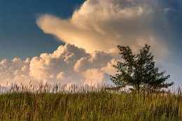 Wildings bathed in clouds ... / ***