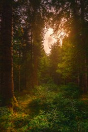 Evening forest / ...