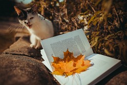 Forgotten read books cats ... / ***