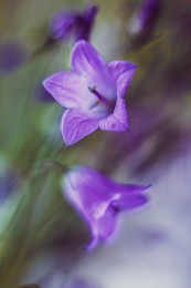 purple tenderness / ***