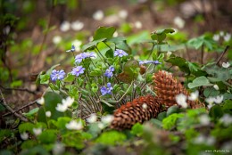 Spring primroses / ***