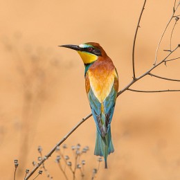 European bee-eater / _____