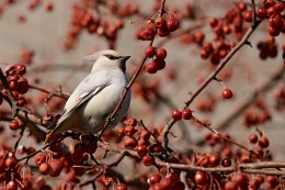 waxwing # 3 / ***