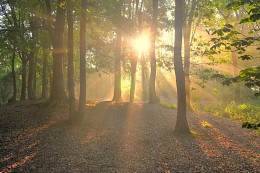 Summer in the forest. / ***