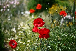 Poppies / ***