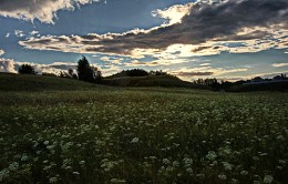 Evening grass / ***