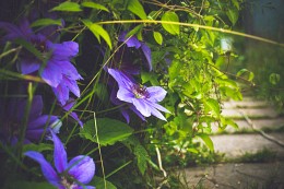 Clematis / ***