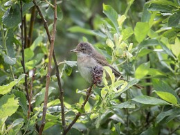 Gray Warbler / ***