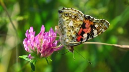 Painted Lady on flower clover ... / ***