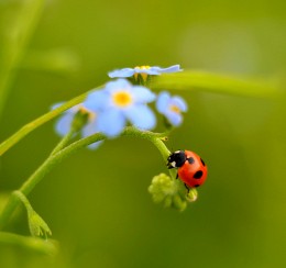 Ladybug on flowers / ***