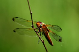 Dragonfly ... / ***