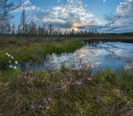 Andromeda blossoms in the swamp. / ***